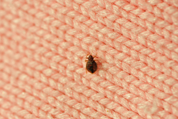 Bed-Bug-Treatment- Oak Park Best Pest Pros | Oak Park, CA