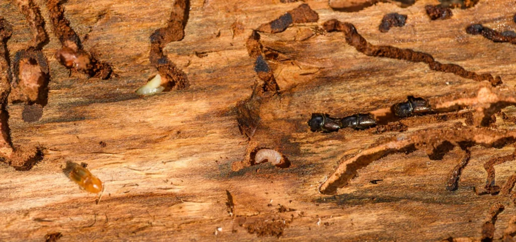 Is Your Home at Risk for Termite Damage - Oak Park Best Pest Pros | Oak Park, CA