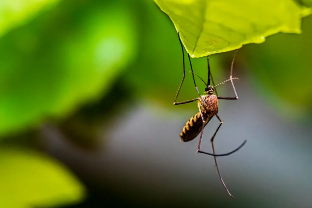 Mosquito-Control-for-Every-Outdoor-Space - Oak Park Best Pest Pros | Oak Park, CA