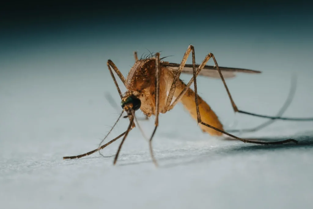 Protect Your Family from Mosquito-Borne-Diseases - Oak Park Best Pest Pros | Oak Park, CA