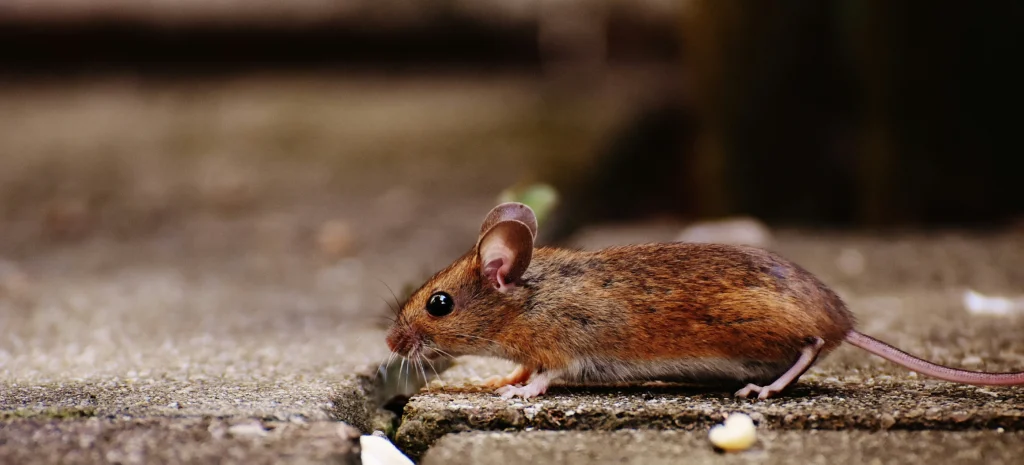 Residential-Commercial-Rodent-Solutions - Oak Park Best Pest Pros | Oak Park, CA