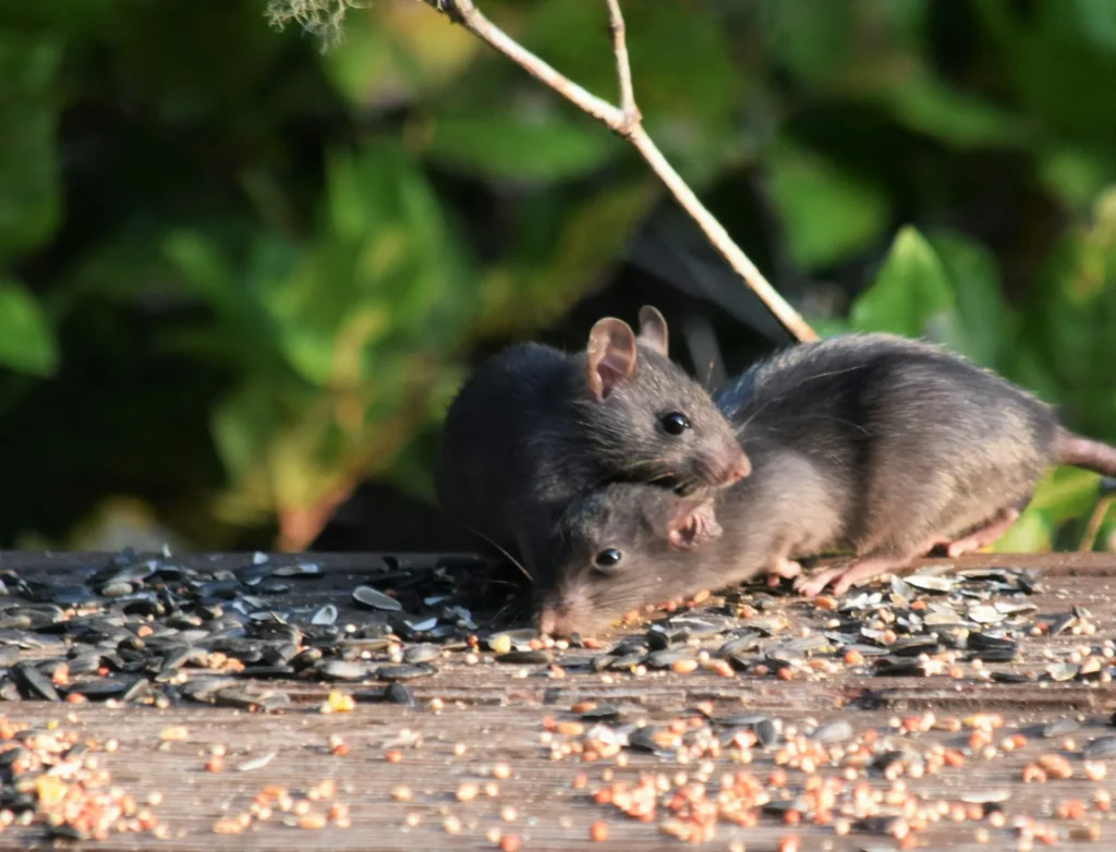 Rodent-Removal - Oak Park Best Pest Pros | Oak Park, CA