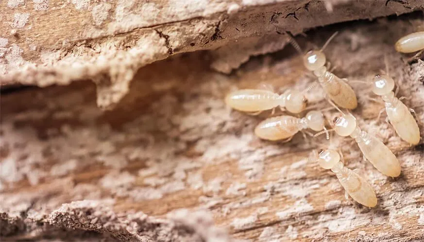 Signs You May Have a Termite Infestation - Oak Park Best Pest Pros | Oak Park, CA