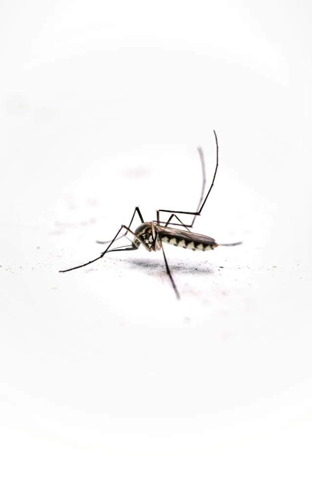 Tired of Mosquitoes Ruining Your Evenings - Oak Park Best Pest Pros | Oak Park, CA