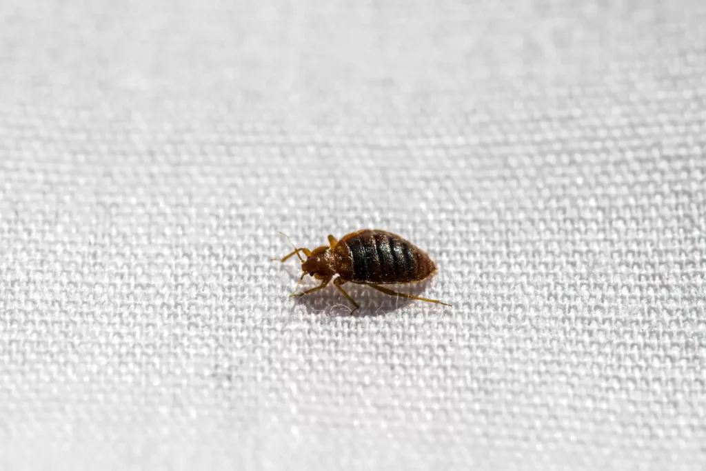 Why Bed Bug Heat Treatments Work Best- Oak Park Best Pest Pros | Oak Park, CA