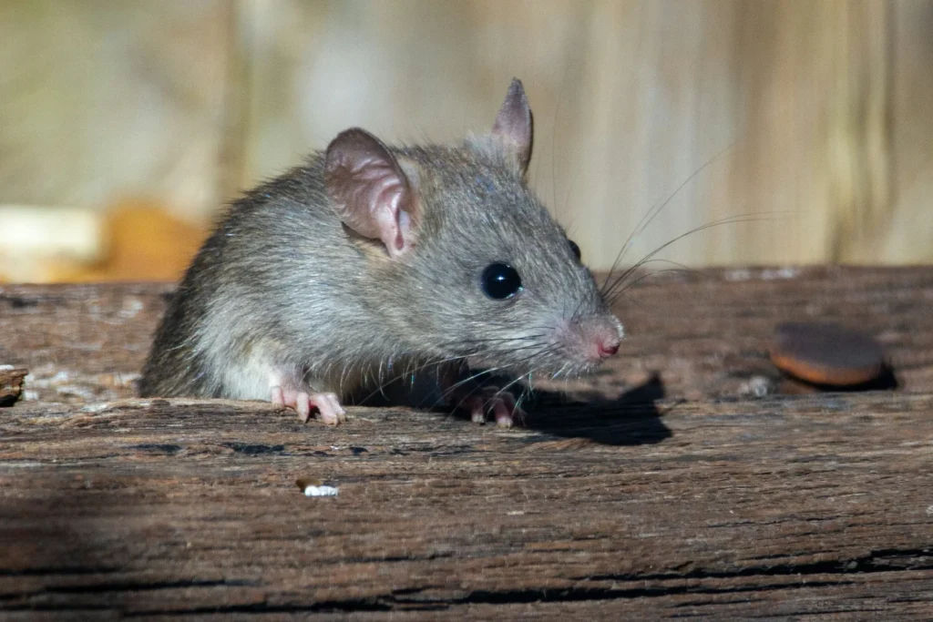 Why-Choose-Our-Rodent-Exterminators - Oak Park Best Pest Pros | Oak Park, CA